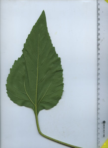 leafbottom
