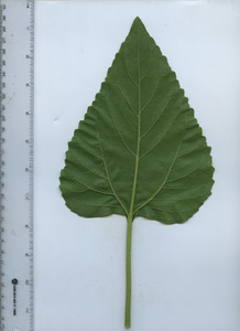leafbottom