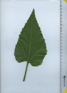 leafbottom
