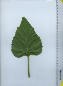 leafbottom