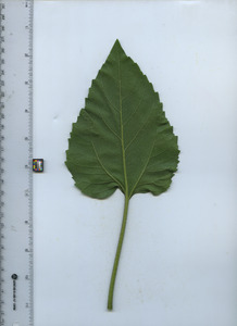 leafbottom