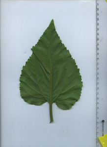 leafbottom