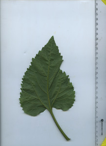 leafbottom