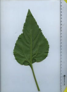 leafbottom