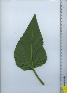 leafbottom