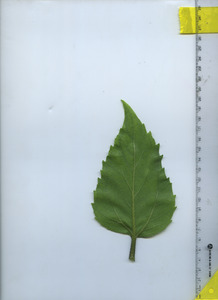 leafbottom