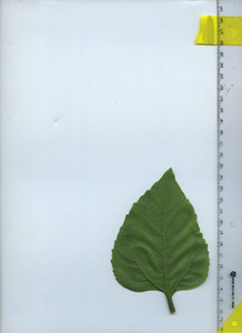 leafbottom