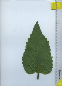 leafbottom