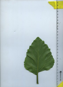 leafbottom