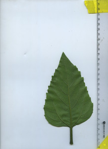 leafbottom