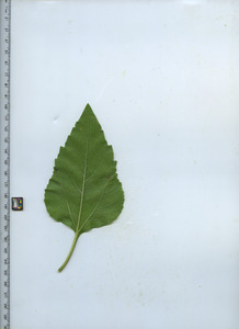 leafbottom
