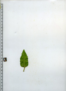 leafbottom