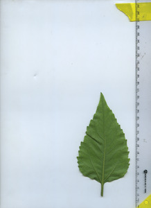 leafbottom