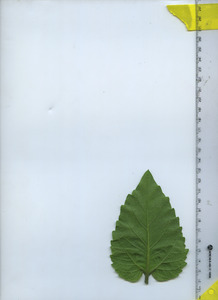 leafbottom