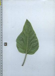 leafbottom