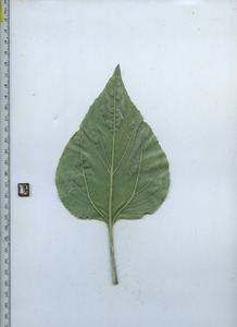 leafbottom