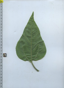 leafbottom