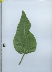 leafbottom