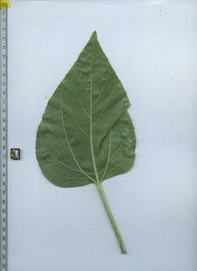 leafbottom