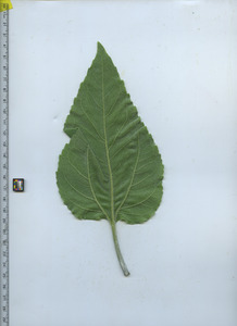 leafbottom