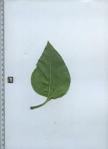 leafbottom