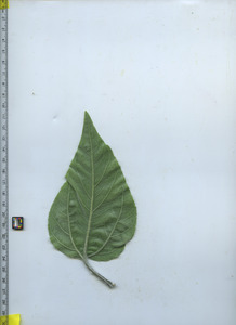 leafbottom