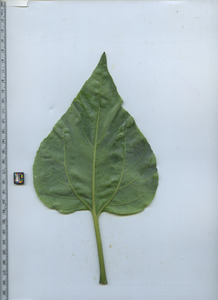 leafbottom