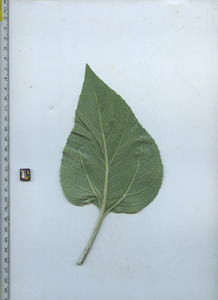 leafbottom