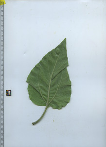 leafbottom
