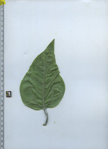 leafbottom