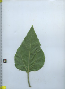 leafbottom