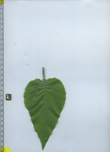 leafbottom