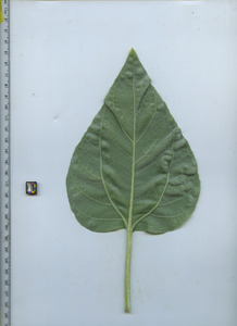 leafbottom