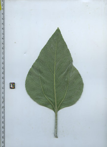 leafbottom