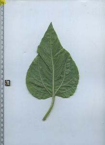 leafbottom