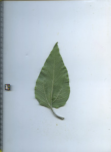 leafbottom
