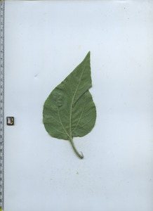 leafbottom