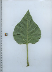 leafbottom