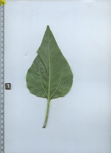 leafbottom