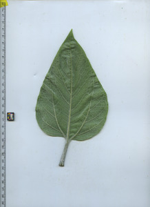 leafbottom
