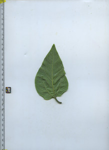 leafbottom
