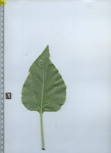 leafbottom