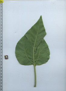 leafbottom