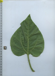 leafbottom