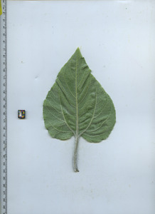 leafbottom