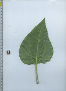 leafbottom