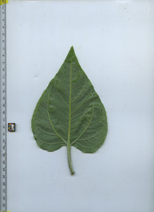 leafbottom