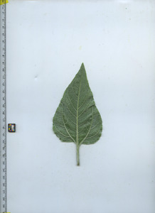 leafbottom