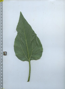 leafbottom