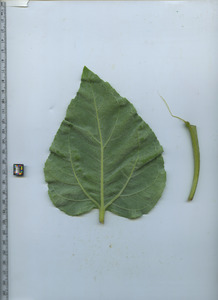 leafbottom